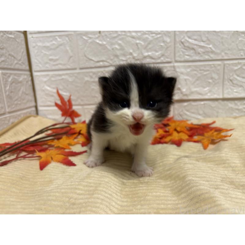 販売中の宮城県のスコティッシュフォールド-129858の4枚目