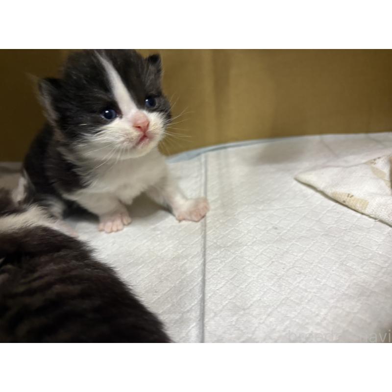 販売中の宮城県のスコティッシュフォールド-129858の3枚目