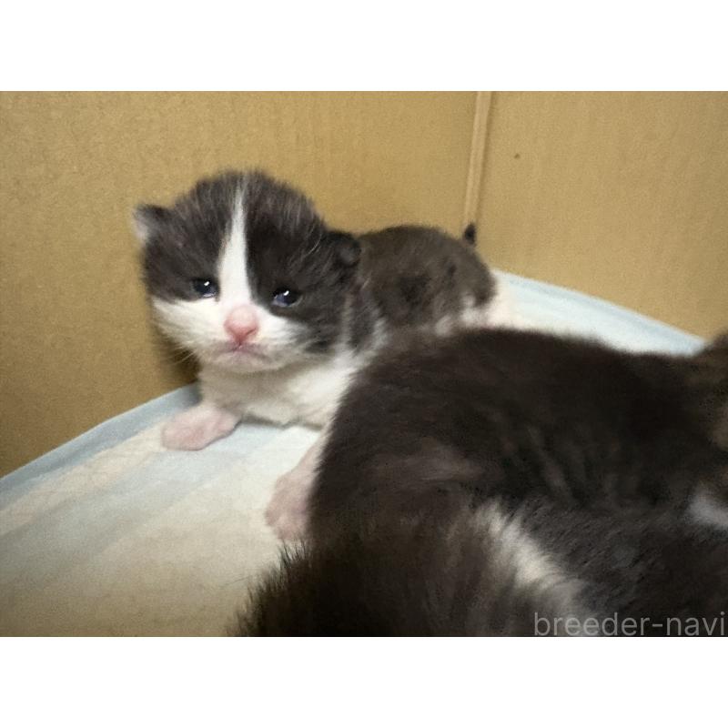 販売中の宮城県のスコティッシュフォールド-129858の2枚目