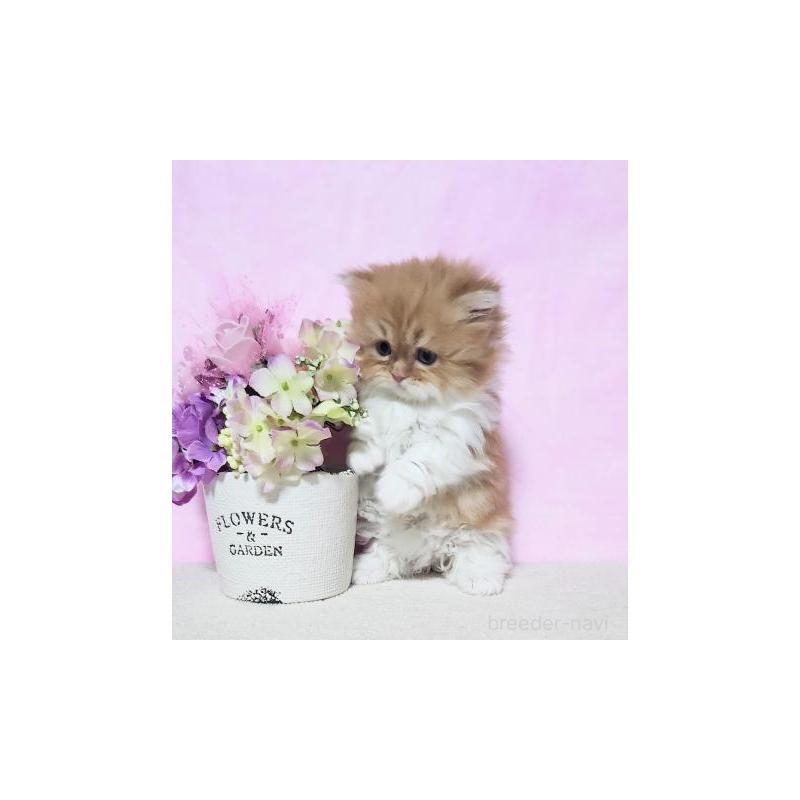 販売中の群馬県のミヌエット(短足)-131753の6枚目