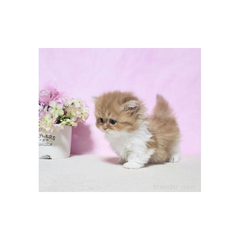 販売中の群馬県のミヌエット(短足)-131753の5枚目