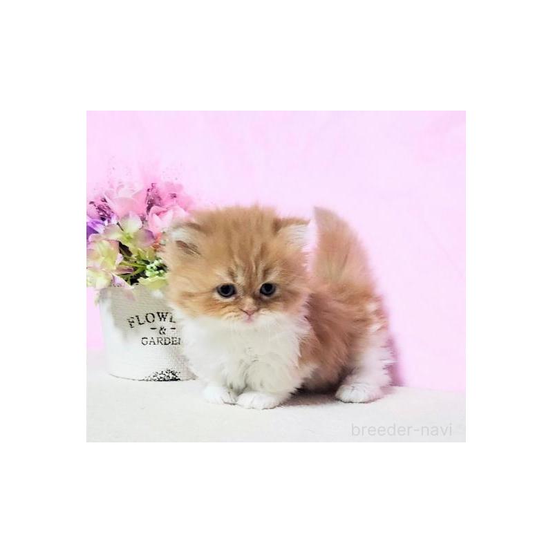 販売中の群馬県のミヌエット(短足)-131753の4枚目