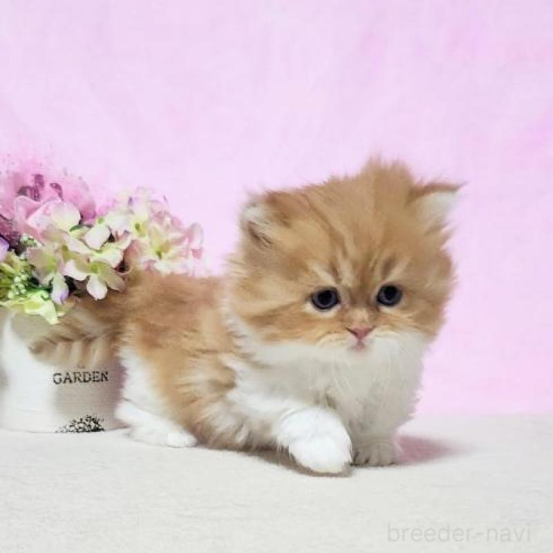 販売中の群馬県のミヌエット(短足)-131753の2枚目