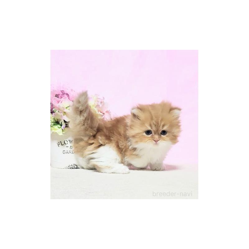 販売中の群馬県のミヌエット(短足)-131753の3枚目