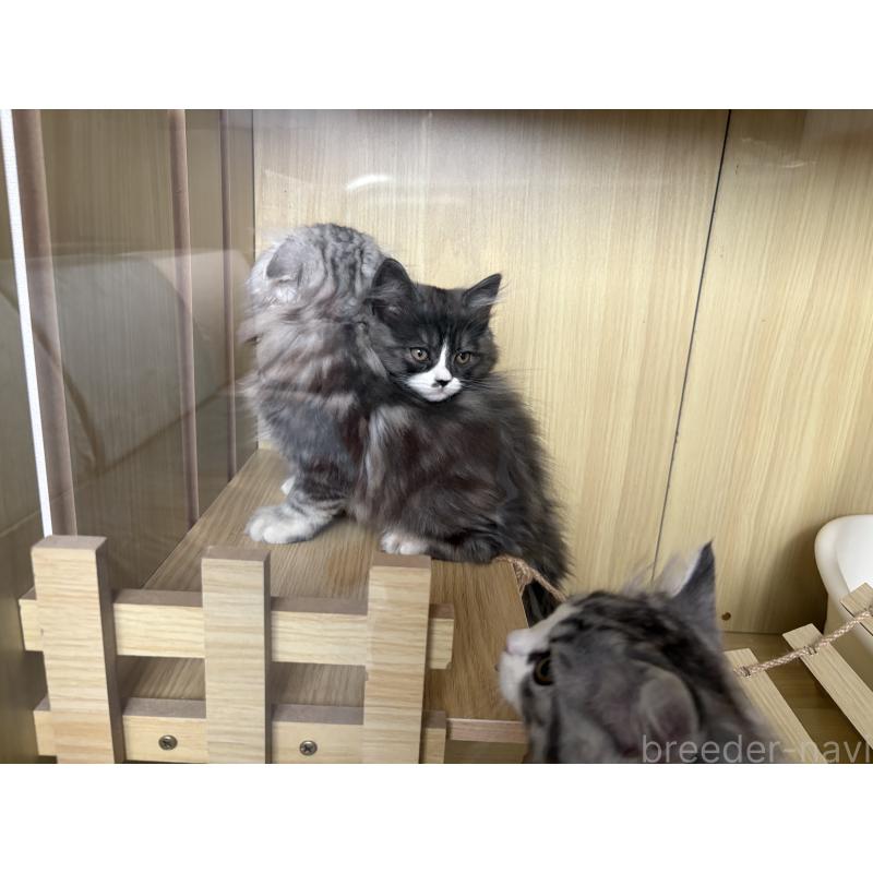 販売中の宮城県のスコティッシュフォールド-129859の8枚目