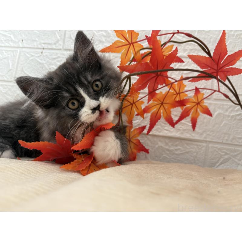 販売中の宮城県のスコティッシュフォールド-129859の7枚目