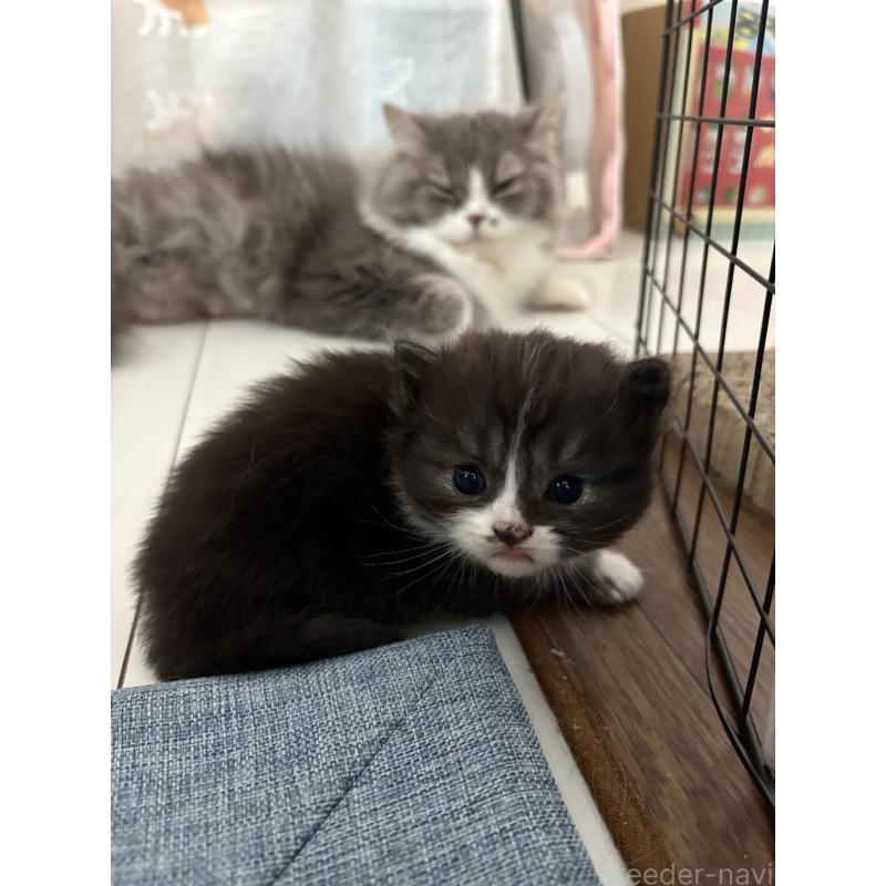 販売中の宮城県のスコティッシュフォールド-129859の6枚目