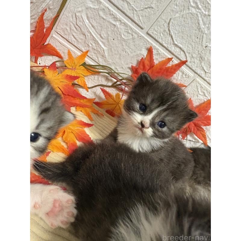 販売中の宮城県のスコティッシュフォールド-129859の5枚目