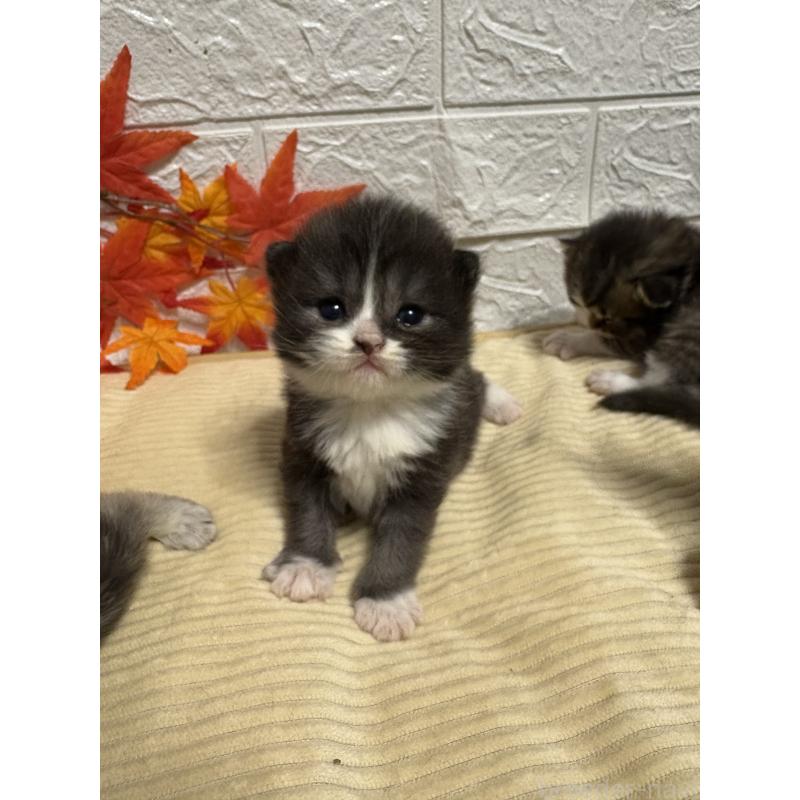 販売中の宮城県のスコティッシュフォールド-129859の3枚目