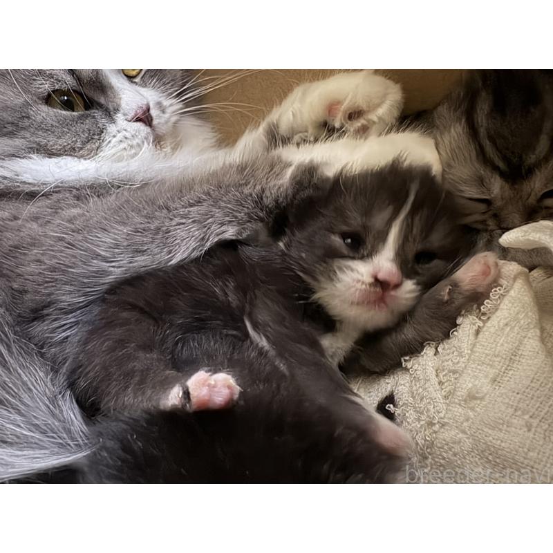 販売中の宮城県のスコティッシュフォールド-129859の2枚目