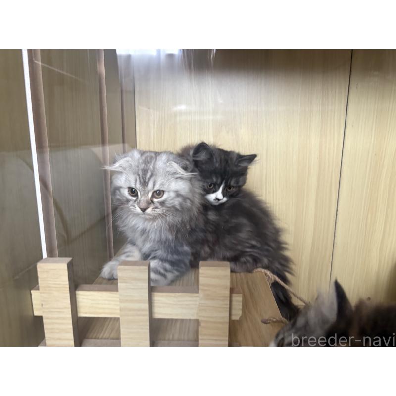 販売中の宮城県のスコティッシュフォールド-129853の14枚目