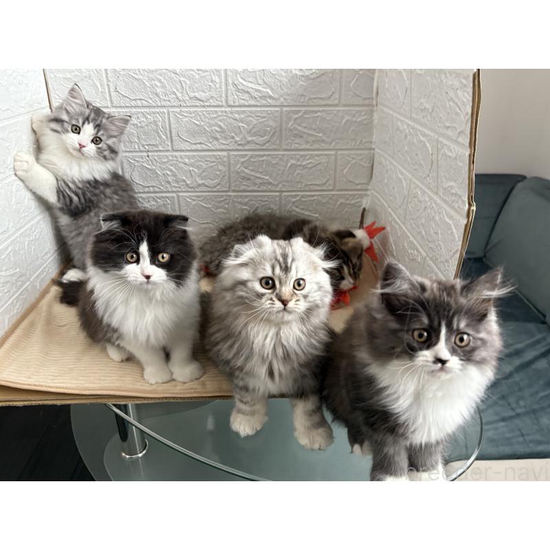 販売中の宮城県のスコティッシュフォールド-129853の13枚目