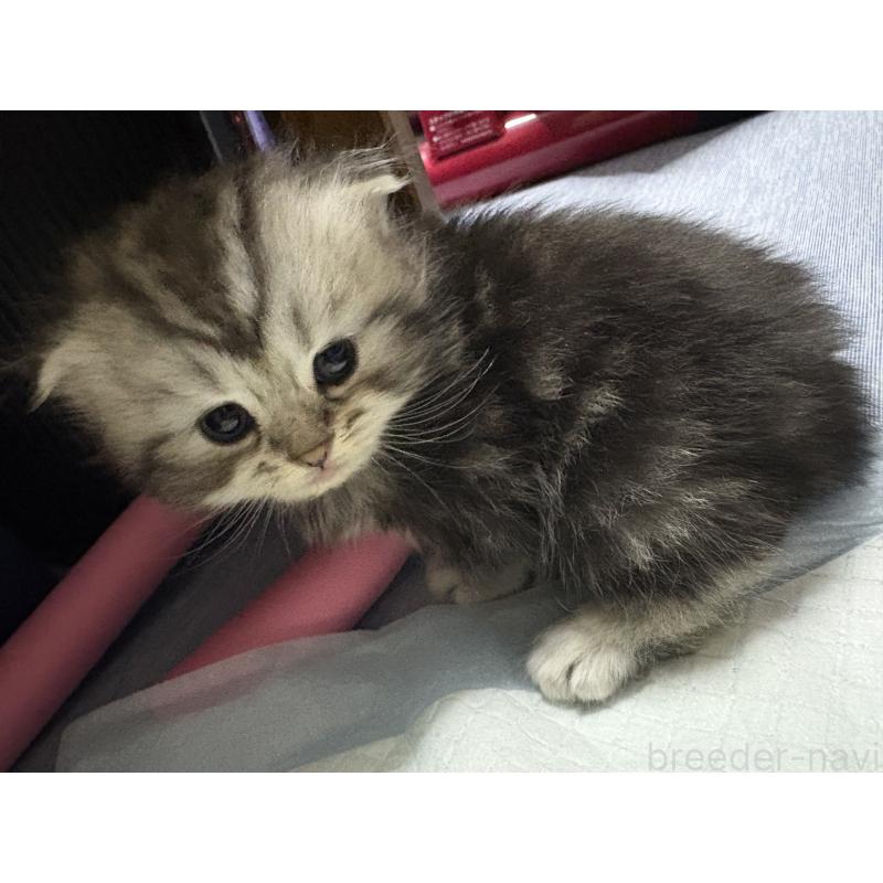 販売中の宮城県のスコティッシュフォールド-129853の12枚目