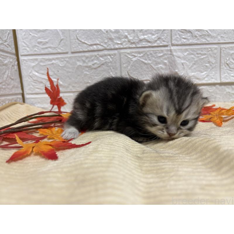 販売中の宮城県のスコティッシュフォールド-129853の11枚目