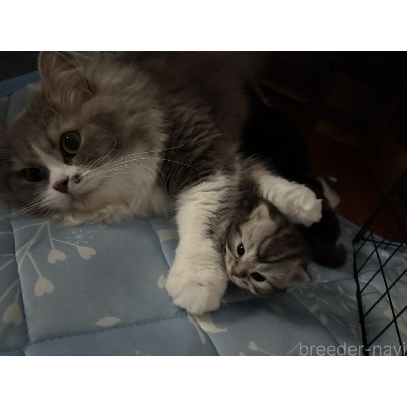 販売中の宮城県のスコティッシュフォールド-129853の10枚目