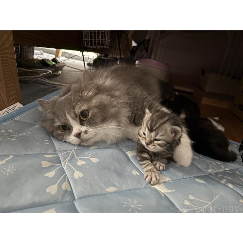 販売中の宮城県のスコティッシュフォールド-129853の9枚目