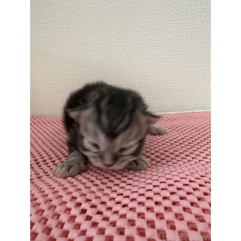 販売中の宮城県のスコティッシュフォールド-129853の8枚目