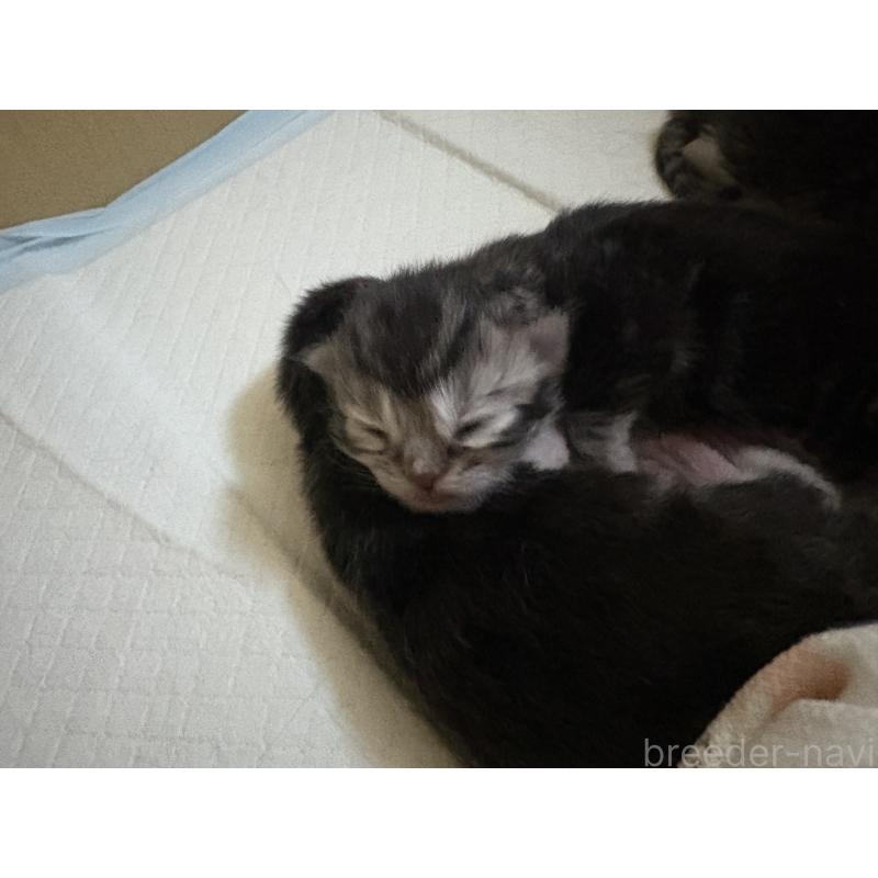 販売中の宮城県のスコティッシュフォールド-129853の7枚目