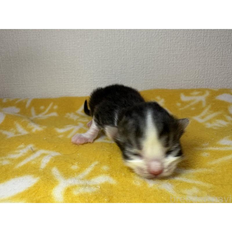 販売中の宮城県のスコティッシュフォールド-129853の6枚目