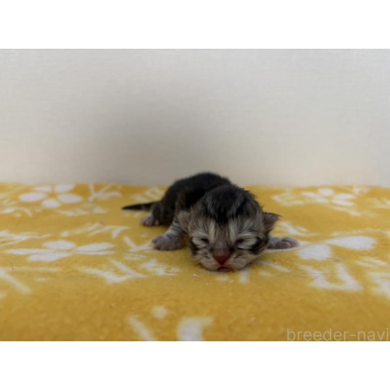 販売中の宮城県のスコティッシュフォールド-129853の5枚目