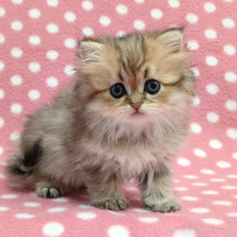 販売中の愛知県のペルシャ(チンチラ)-131754の3枚目