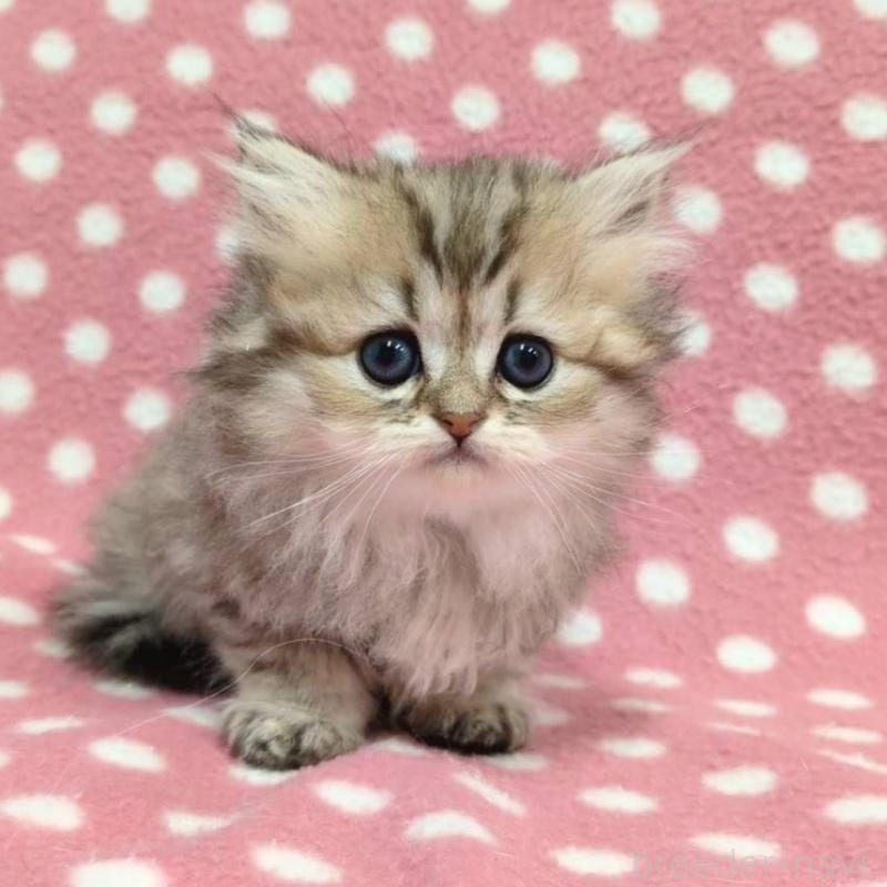 販売中の愛知県のペルシャ(チンチラ)-131754の2枚目