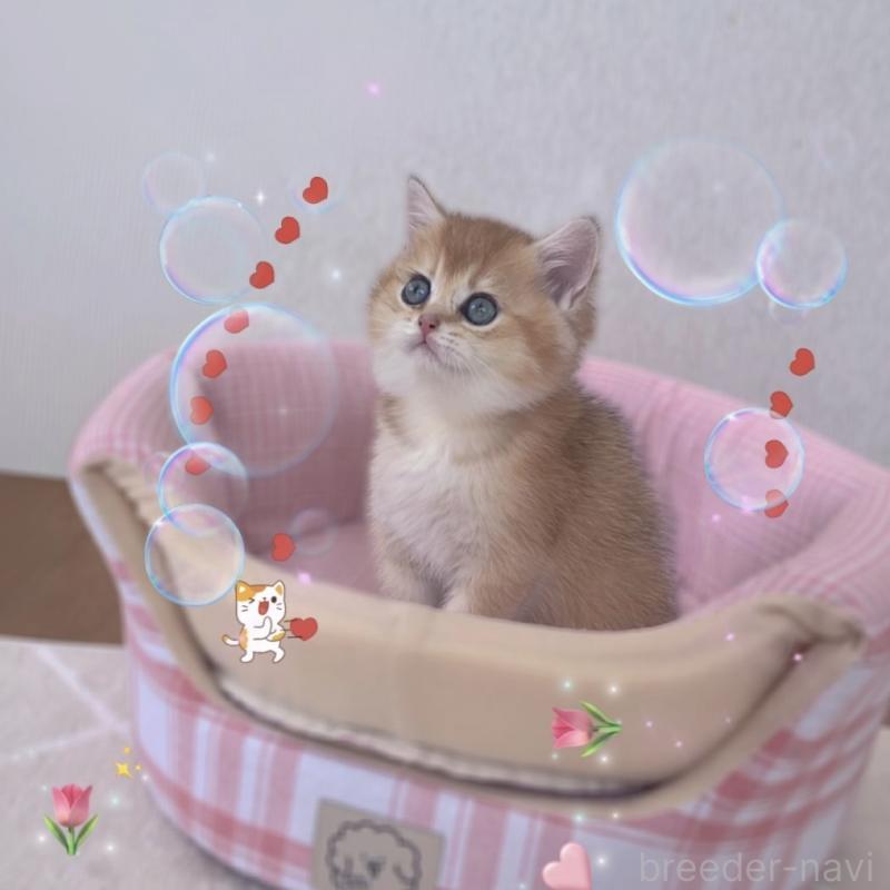 販売中の香川県のブリティッシュショートヘア-131755