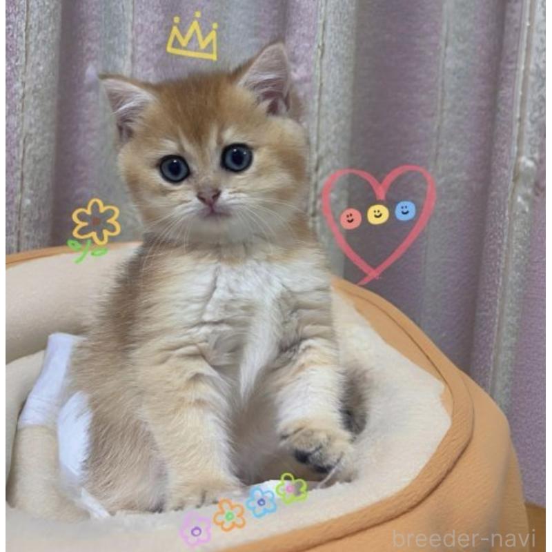 販売中の香川県のブリティッシュショートヘア-131755の11枚目