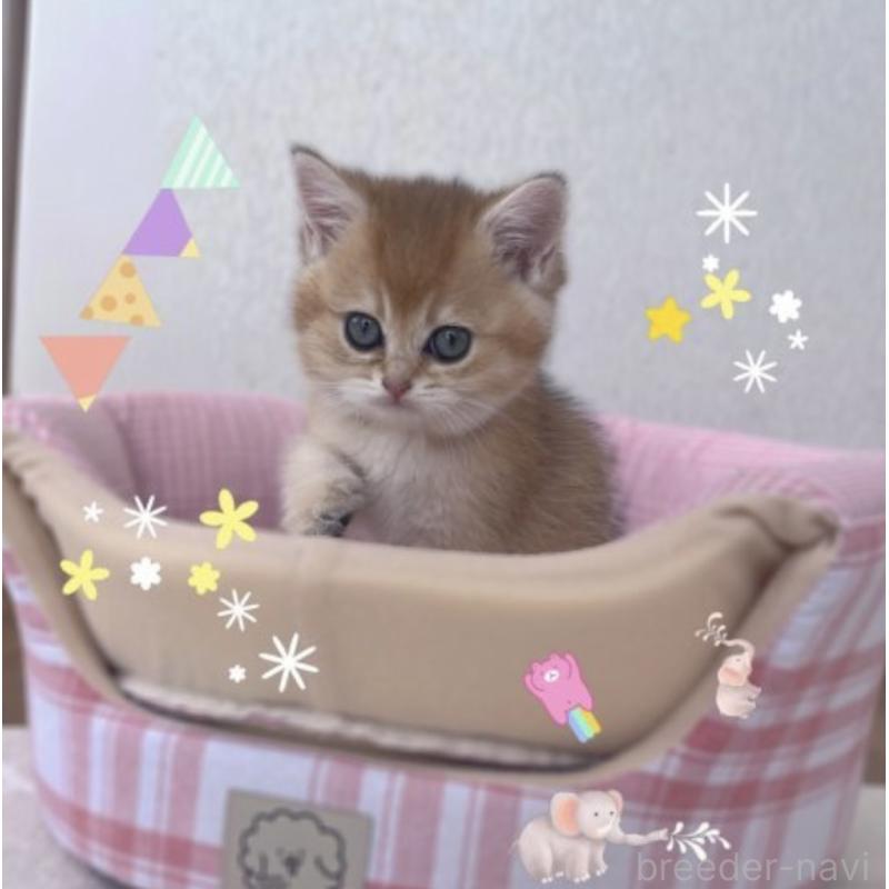 販売中の香川県のブリティッシュショートヘア-131755の10枚目