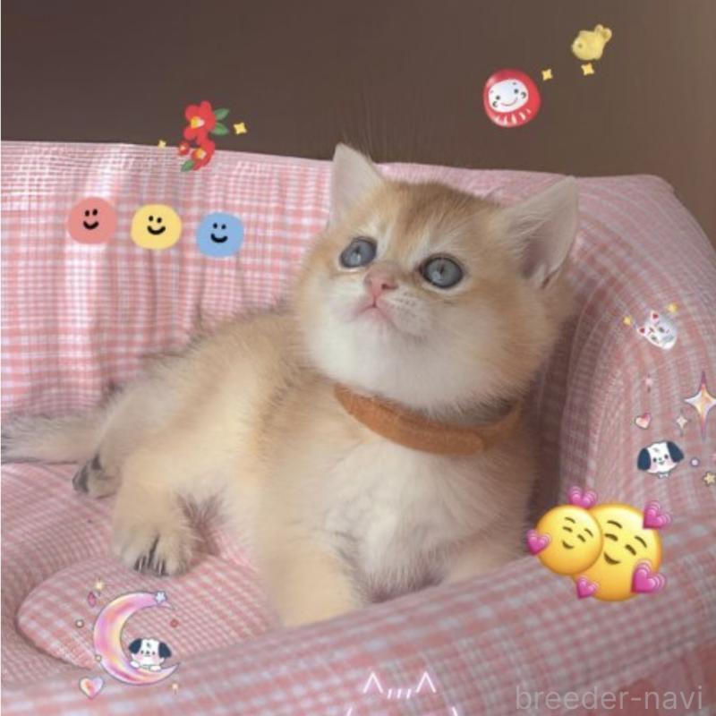 販売中の香川県のブリティッシュショートヘア-131755の9枚目