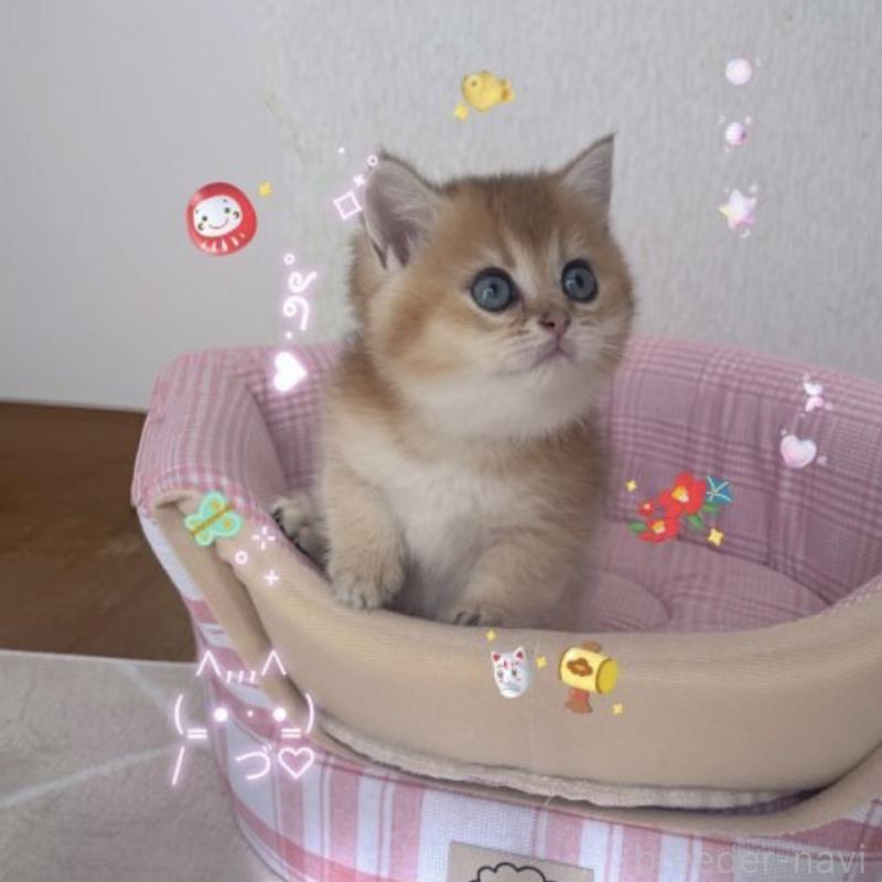 販売中の香川県のブリティッシュショートヘア-131755の8枚目