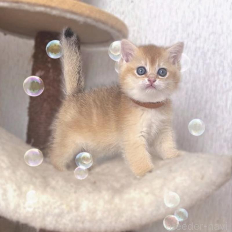 販売中の香川県のブリティッシュショートヘア-131755の7枚目