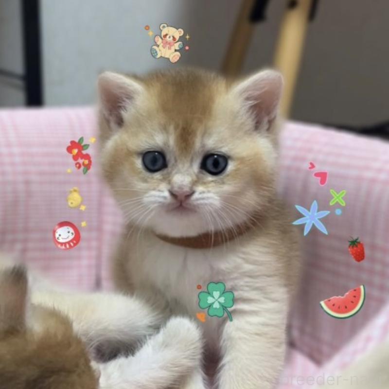 販売中の香川県のブリティッシュショートヘア-131755の6枚目