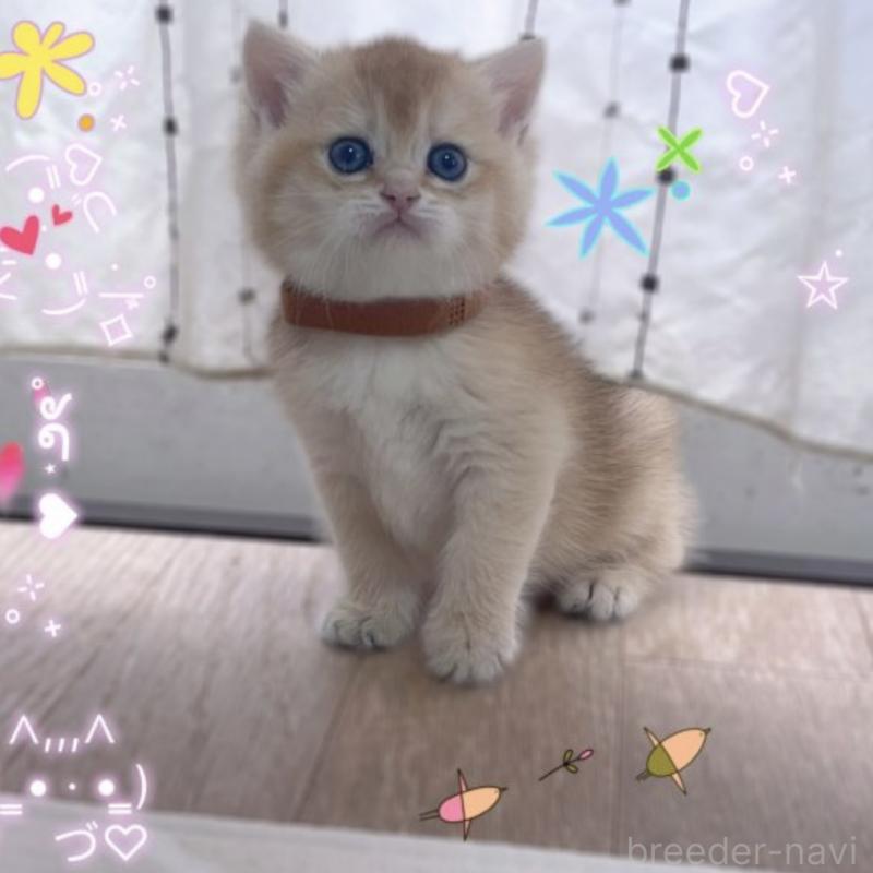 販売中の香川県のブリティッシュショートヘア-131755の5枚目