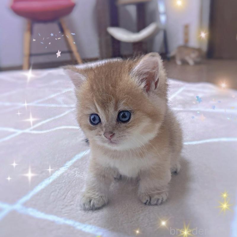 販売中の香川県のブリティッシュショートヘア-131755の4枚目