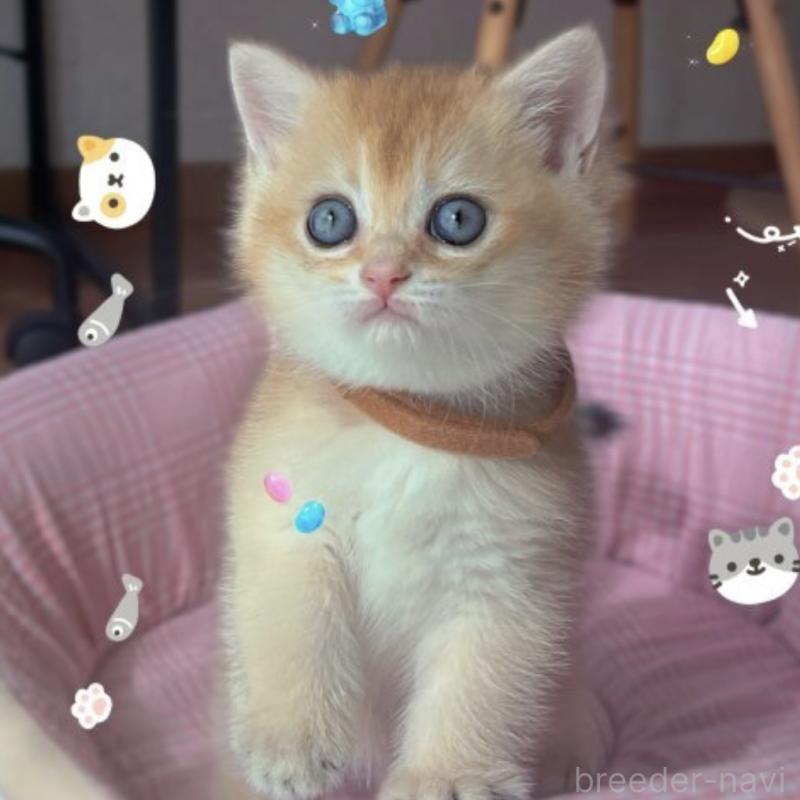 販売中の香川県のブリティッシュショートヘア-131755の3枚目