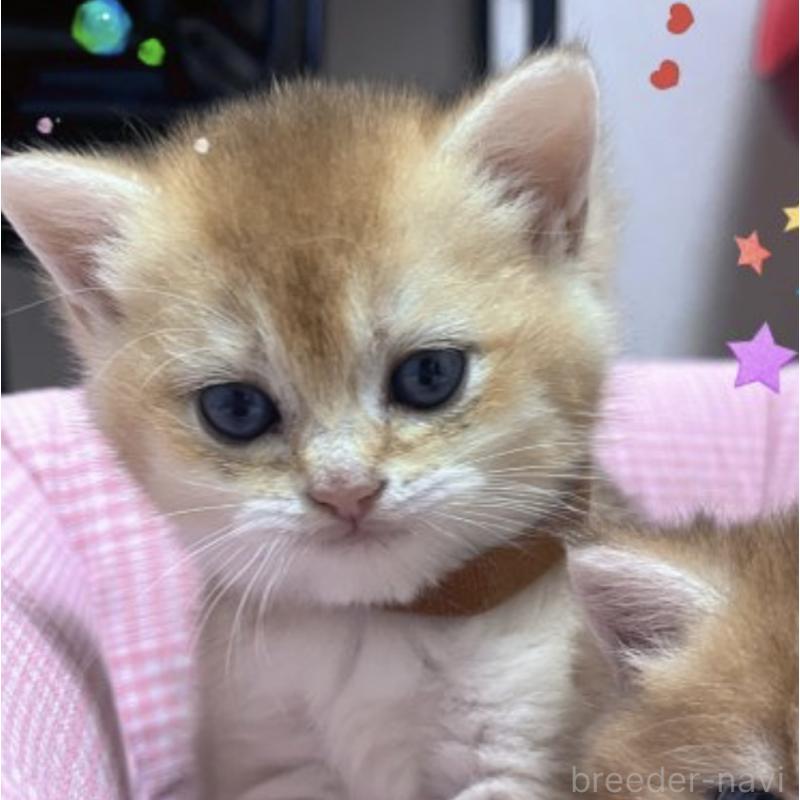 販売中の香川県のブリティッシュショートヘア-131755の2枚目