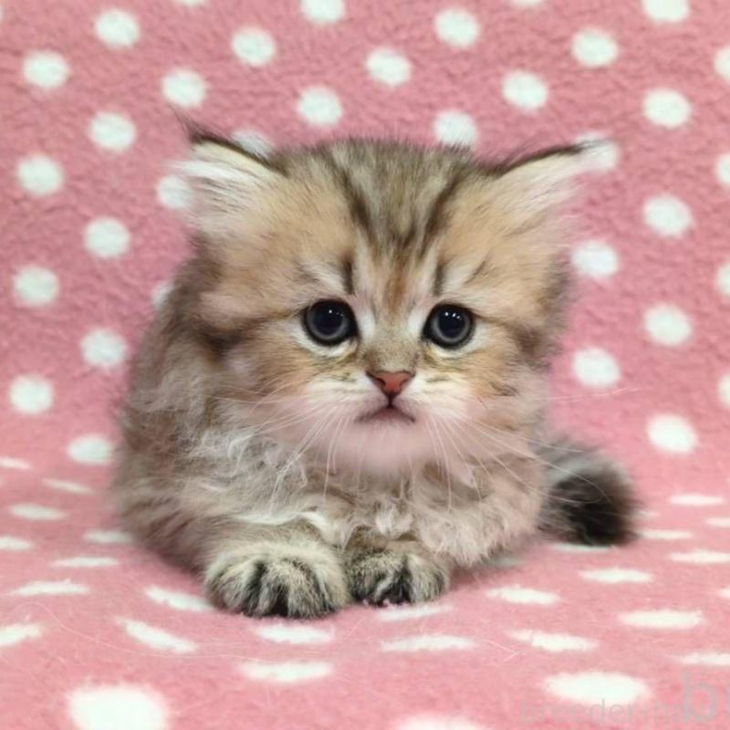 販売中の愛知県のペルシャ(チンチラ)-131756