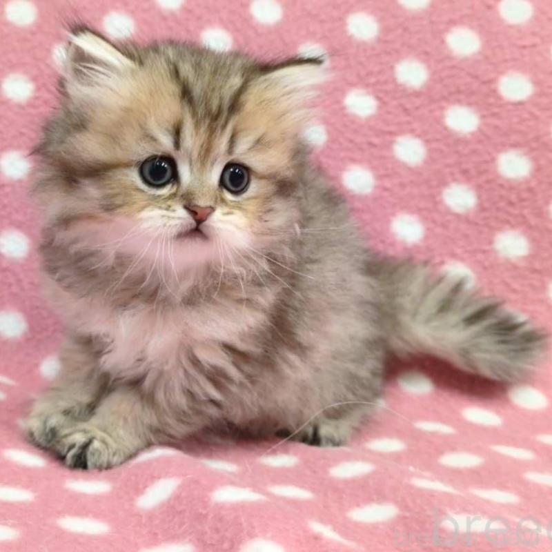 販売中の愛知県のペルシャ(チンチラ)-131756の3枚目