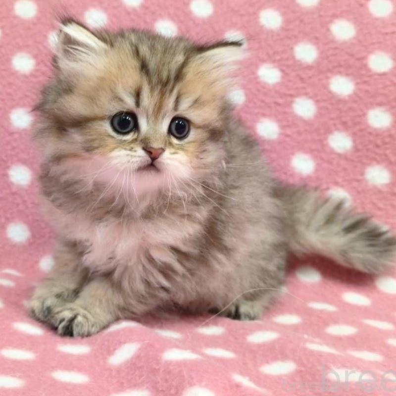 販売中の愛知県のペルシャ(チンチラ)-131756の2枚目