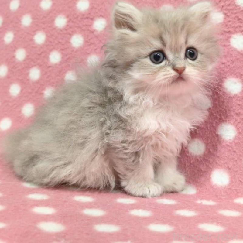 販売中の愛知県のペルシャ(チンチラ)-131757