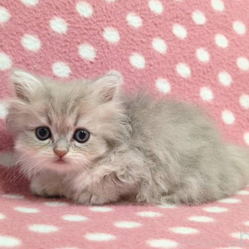 販売中の愛知県のペルシャ(チンチラ)-131757の3枚目