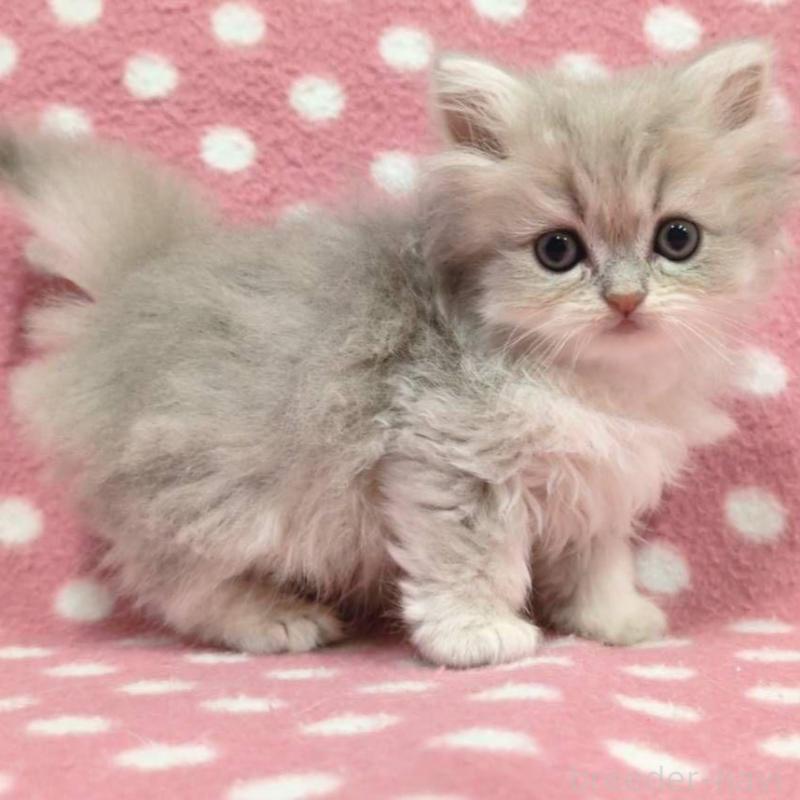 販売中の愛知県のペルシャ(チンチラ)-131757の2枚目