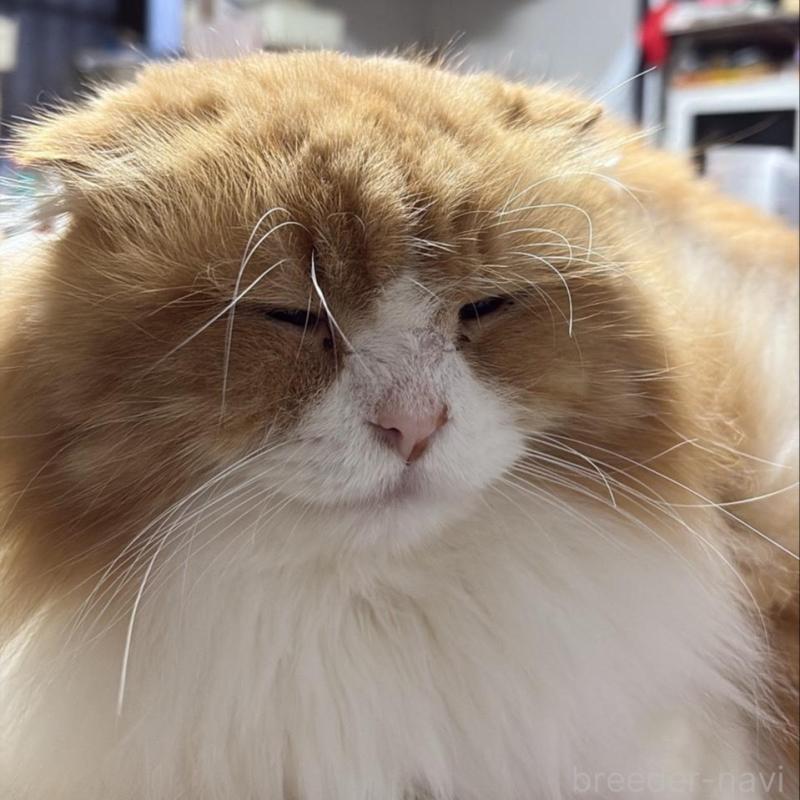 販売中の愛知県のスコティッシュフォールド(折れ耳)-131758の5枚目