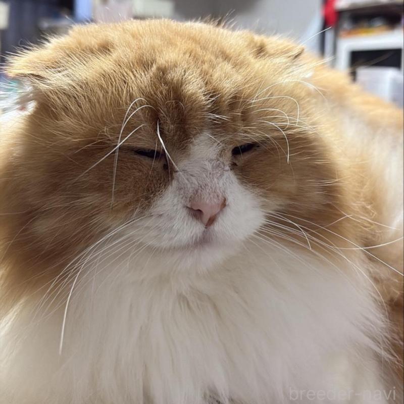 販売中の愛知県のスコティッシュフォールド-131759の3枚目