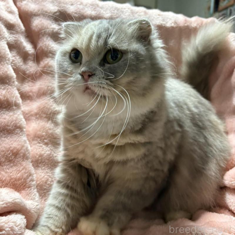 販売中の愛知県のスコティッシュフォールド-131759の2枚目