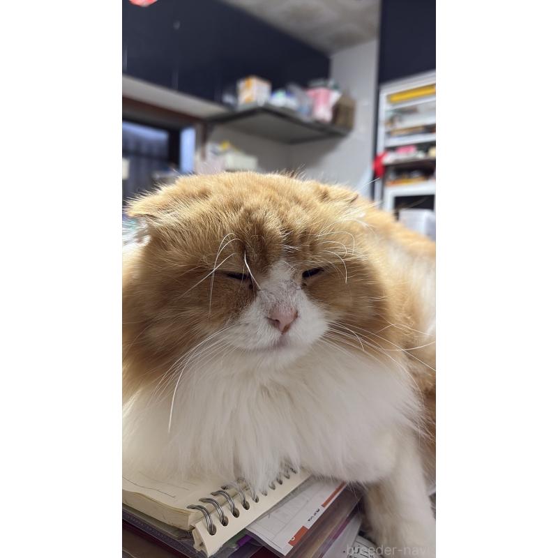 販売中の愛知県のスコティッシュフォールド-131760の3枚目