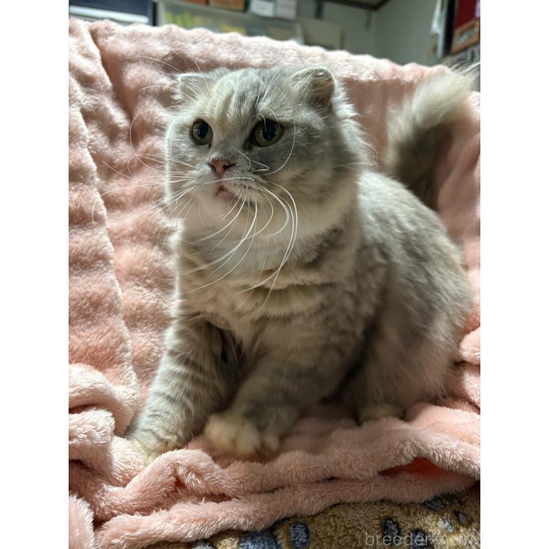 販売中の愛知県のスコティッシュフォールド-131760の2枚目