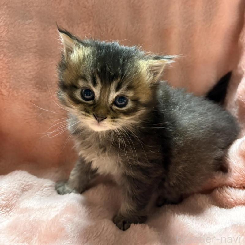 販売中の愛知県のスコティッシュフォールド-131760の1枚目