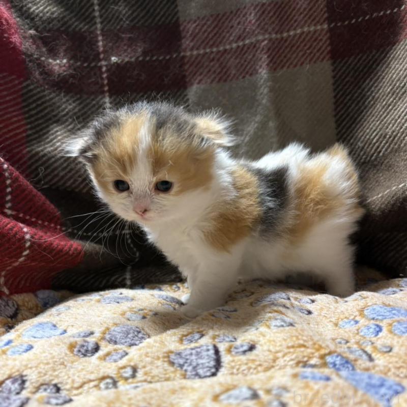 販売中の愛知県のスコティッシュフォールド(折れ耳)-131761の1枚目